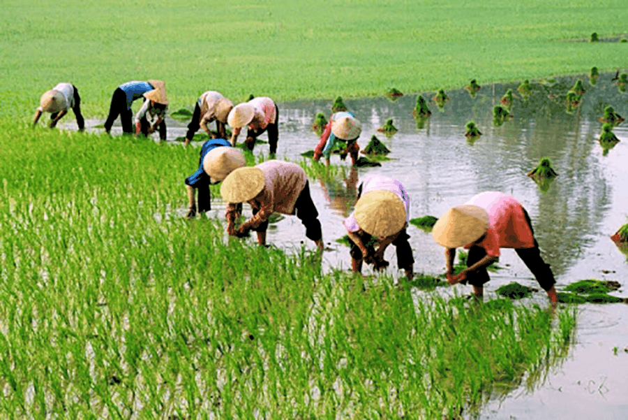 nam mo thay di cay lua danh con gi va danh de con nao chuan?